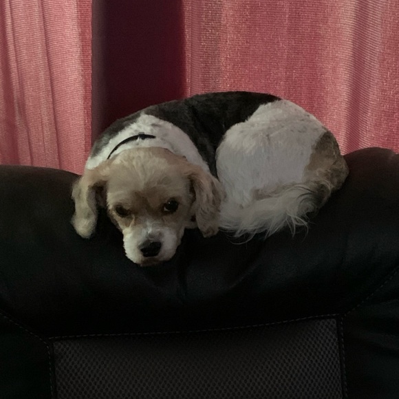 Meet your Posher, Hunny - Picture 9 of 11